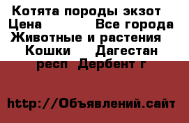 Котята породы экзот › Цена ­ 7 000 - Все города Животные и растения » Кошки   . Дагестан респ.,Дербент г.